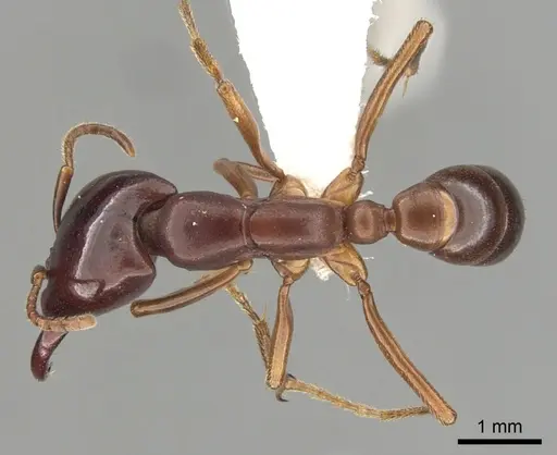 Dorylus emeryi specimen CASENT0249434 image casent0249434_1