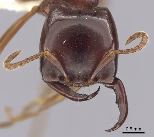 Dorylus emeryi specimen CASENT0249434 image casent0249434_2