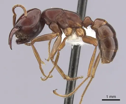 Dorylus emeryi specimen CASENT0249434 image casent0249434_3
