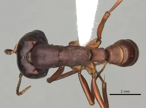 Dorylus emeryi specimen CASENT0408544 image casent0408544_1