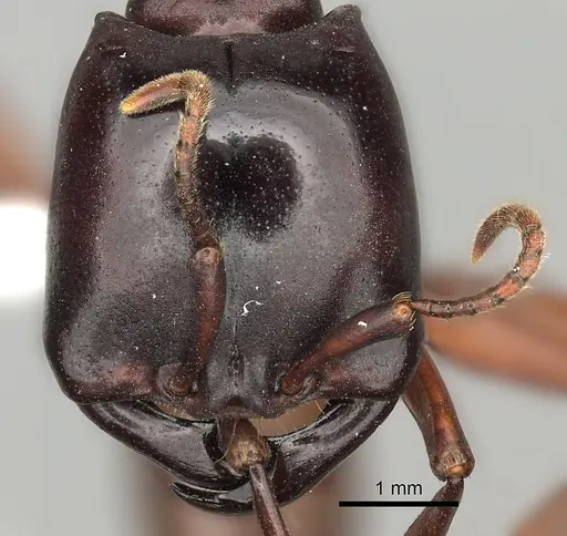 Dorylus emeryi specimen CASENT0408544 image casent0408544_2