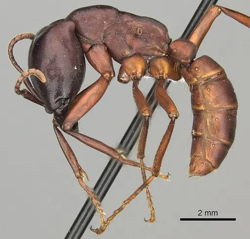 Dorylus emeryi specimen CASENT0408544 image casent0408544_3