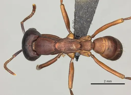 Dorylus emeryi specimen CASENT0408554 image casent0408554_1