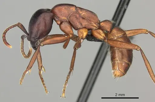 Dorylus emeryi specimen CASENT0408554 image casent0408554_3