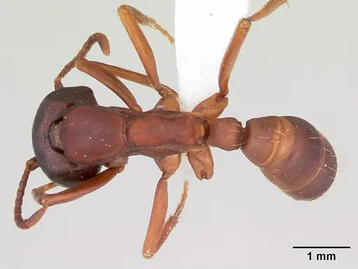 Dorylus emeryi specimen CASENT0415545 image casent0415545_1