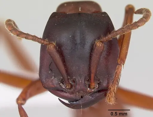 Dorylus emeryi specimen CASENT0415545 image casent0415545_2