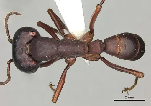 Dorylus emeryi specimen CASENT0415546 image casent0415546_1
