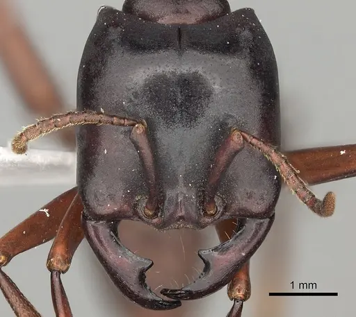 Dorylus emeryi specimen CASENT0415546 image casent0415546_2