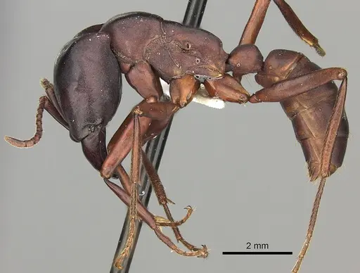 Dorylus emeryi specimen CASENT0415546 image casent0415546_3