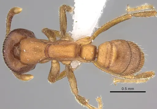 Dorylus emeryi specimen CASENT0415547 image casent0415547_1