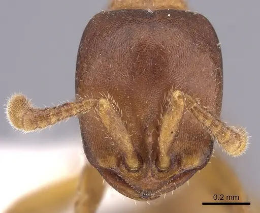 Dorylus emeryi specimen CASENT0415547 image casent0415547_2