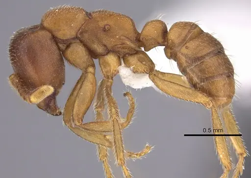 Dorylus emeryi specimen CASENT0415547 image casent0415547_3