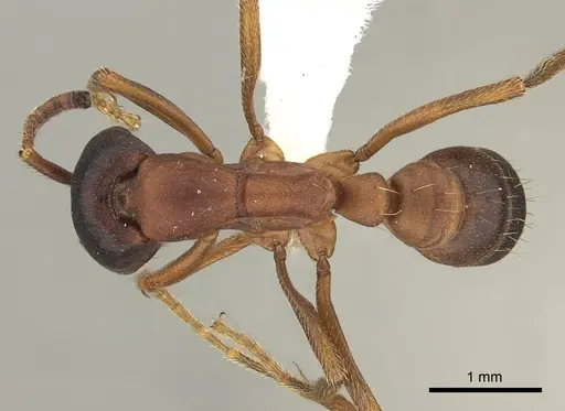 Dorylus emeryi specimen CASENT0415552 image casent0415552_1