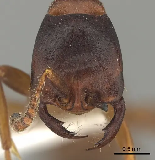 Dorylus emeryi specimen CASENT0415552 image casent0415552_2