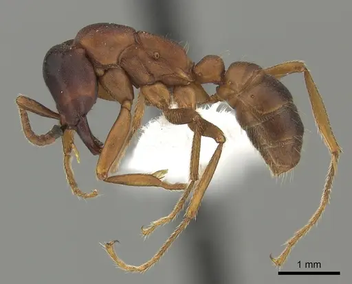 Dorylus emeryi specimen CASENT0415552 image casent0415552_3