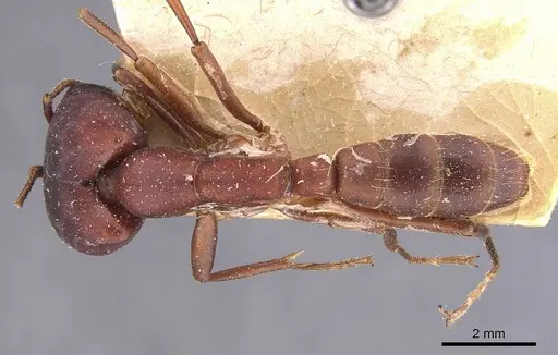 Dorylus emeryi specimen CASENT0905924 image casent0905924_1