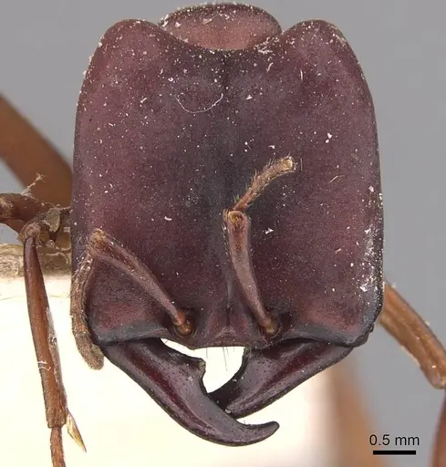Dorylus emeryi specimen CASENT0905924 image casent0905924_2