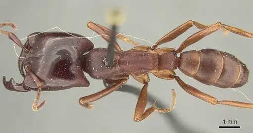 Dorylus emeryi specimen CASENT0915642 image casent0915642_1