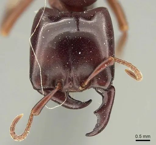 Dorylus emeryi specimen CASENT0915642 image casent0915642_2