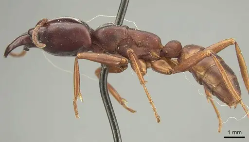 Dorylus emeryi specimen CASENT0915642 image casent0915642_3
