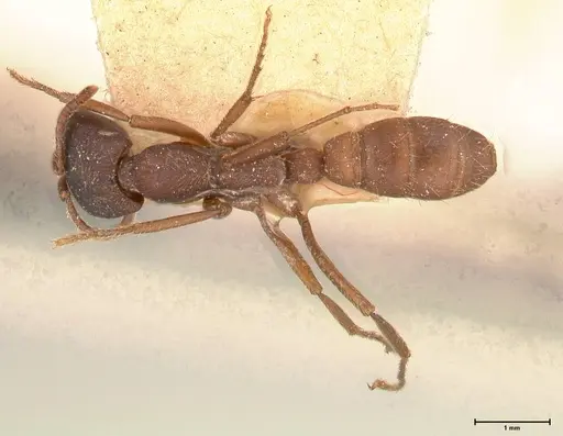 Dorylus emeryi specimen FOCOL0586-1 image focol0586-1_1