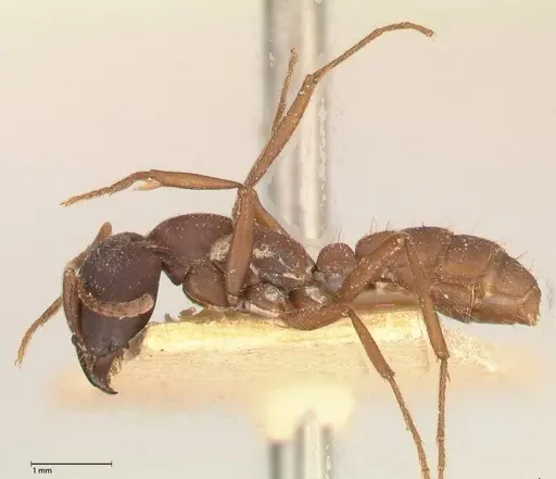 Dorylus emeryi specimen FOCOL0586-1 image focol0586-1_3