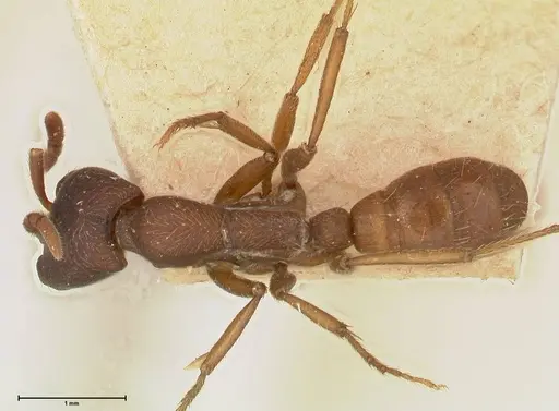 Dorylus emeryi specimen FOCOL0586-2 image focol0586-2_1