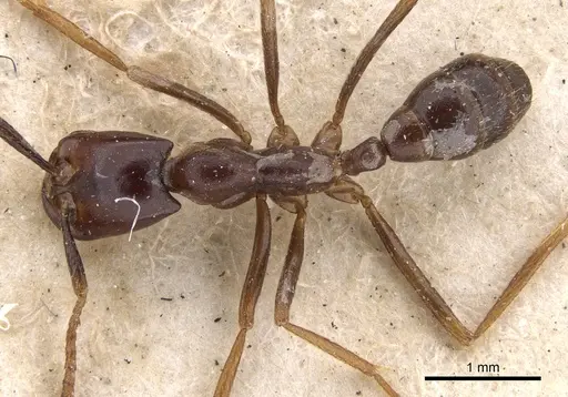 Dorylus erraticus specimen CASENT0901447 image casent0901447_1