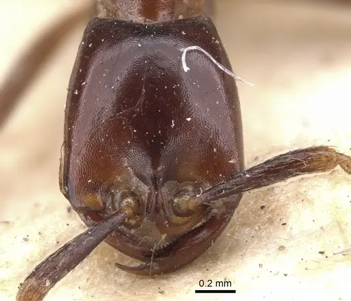 Dorylus erraticus specimen CASENT0901447 image casent0901447_2