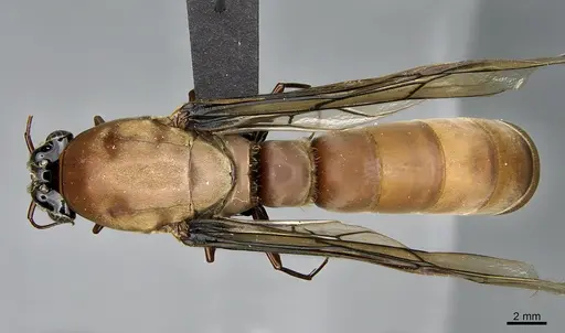 Dorylus faurei specimen CASENT0068399 image casent0068399_1