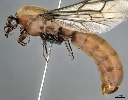 Dorylus faurei specimen CASENT0068399 image casent0068399_3