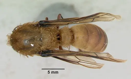Dorylus fimbriatus specimen CASENT0172638 image casent0172638_1