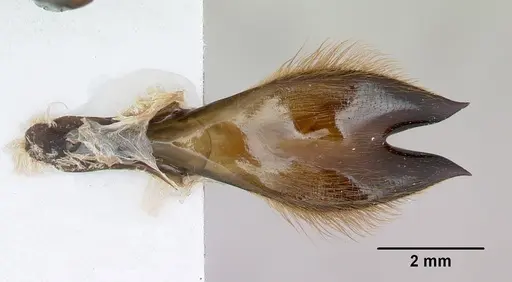 Dorylus fimbriatus specimen CASENT0172638 image casent0172638_2