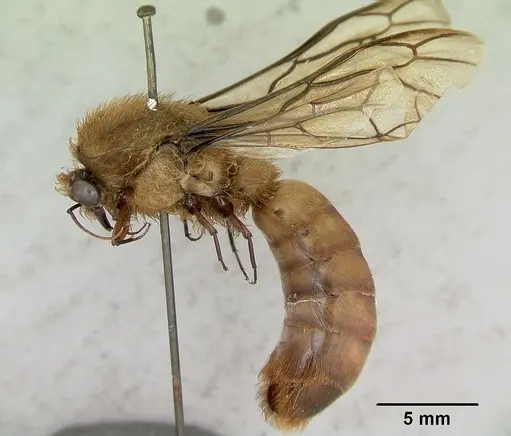 Dorylus fimbriatus specimen CASENT0172638 image casent0172638_4