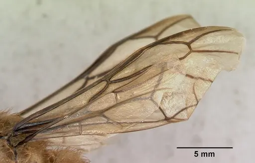 Dorylus fimbriatus specimen CASENT0172638 image casent0172638_5
