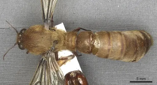 Dorylus fimbriatus specimen CASENT0901943 image casent0901943_1