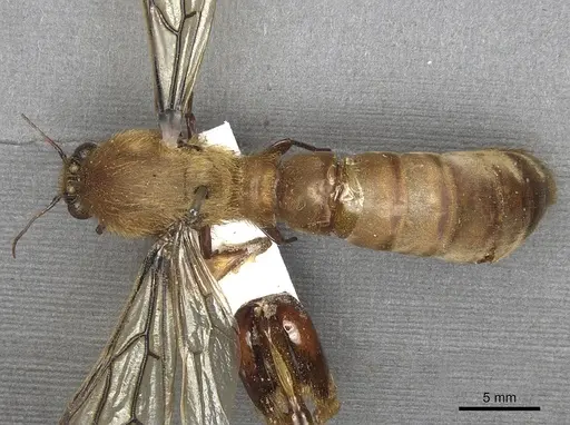 Dorylus fimbriatus specimen CASENT0901943 image casent0901943_2