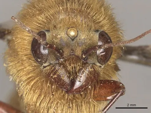 Dorylus fimbriatus specimen CASENT0901943 image casent0901943_3