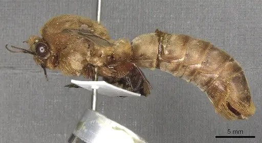 Dorylus fimbriatus specimen CASENT0901943 image casent0901943_4