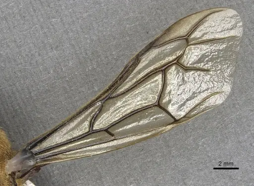 Dorylus fimbriatus specimen CASENT0901943 image casent0901943_5