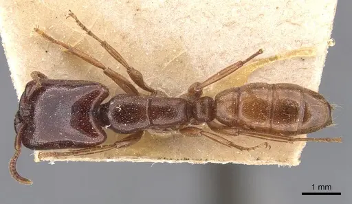 Dorylus fimbriatus specimen CASENT0905930 image casent0905930_1