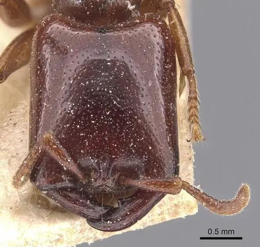Dorylus fimbriatus specimen CASENT0905930 image casent0905930_2