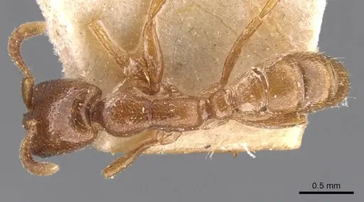 Dorylus fimbriatus specimen CASENT0905931 image casent0905931_1