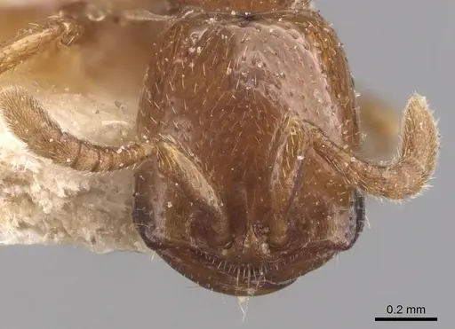 Dorylus fimbriatus specimen CASENT0905931 image casent0905931_2