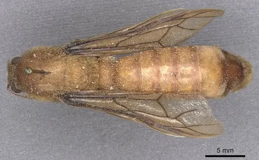 Dorylus fimbriatus specimen CASENT0911346 image casent0911346_1