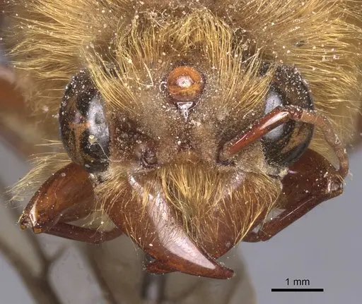 Dorylus fimbriatus specimen CASENT0911346 image casent0911346_2