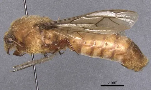 Dorylus fimbriatus specimen CASENT0911346 image casent0911346_3
