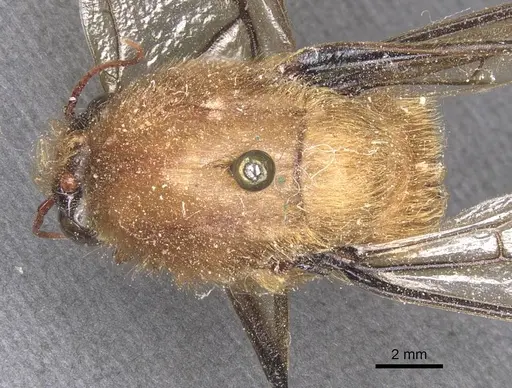 Dorylus fimbriatus specimen CASENT0911347 image casent0911347_1