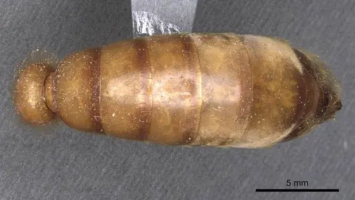 Dorylus fimbriatus specimen CASENT0911347 image casent0911347_2