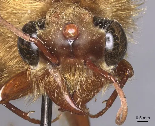 Dorylus fimbriatus specimen CASENT0911347 image casent0911347_3